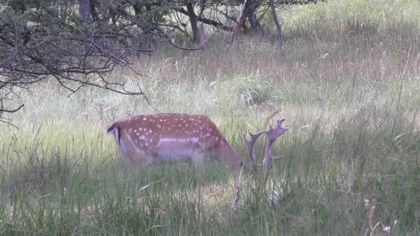 Grazing deer hiding his head for the camera. Steady shot