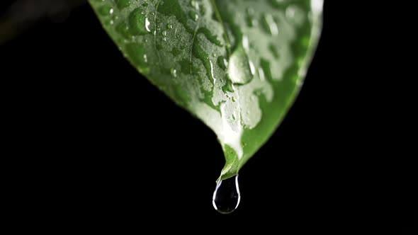 Slow Motion of Water Droplet Falling From Fresh Green Leaf