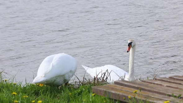 Swan On A Lake 3