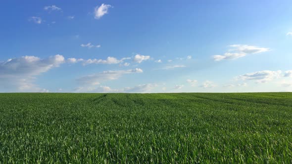 Green Field On The Blue Sky Background