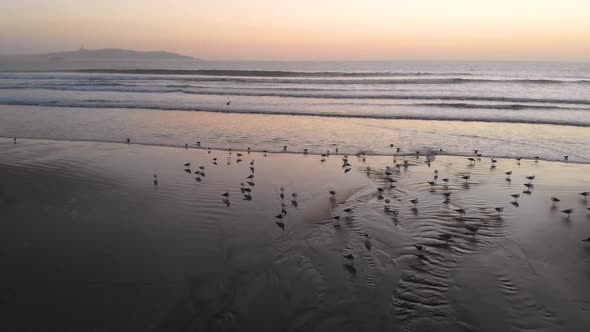 Sunset, Birds on the pacific ocean coast beach (La Serena, Chile) aerial view