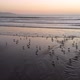 Sunset, Birds on the pacific ocean coast beach (La Serena, Chile) aerial view - VideoHive Item for Sale