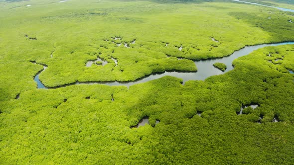 Aerial View of Mangrove Forest and River