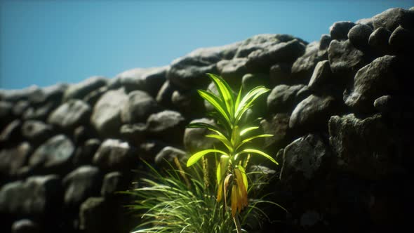 Grass and Stone Wall in the North of England Countryside