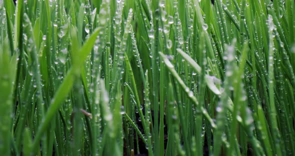 Green Grass Closeup Super Macro Shooting