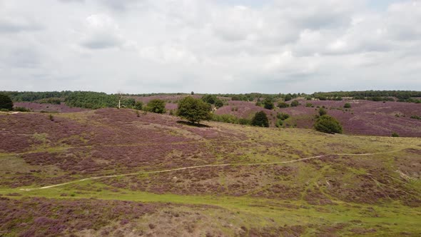 Purple blooming heathland at national park the Posbank in the Netherlands