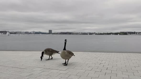 Gees walking on the sidewalk in Boston on a cloudy overcast day. Wildlife in the city concept.