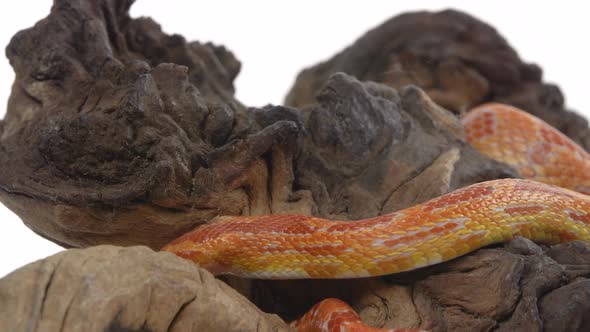 Tiger Python Molurus Bivittatus Morph Albine Burmese on Wooden Snag in White Background. Close Up