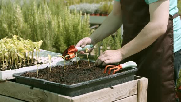 Female Gardener Planting Seedlings in Greenhouse