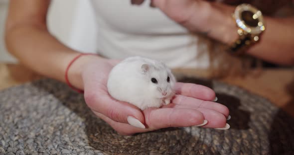 Little White Hamster Sitting In A Girl's Hand