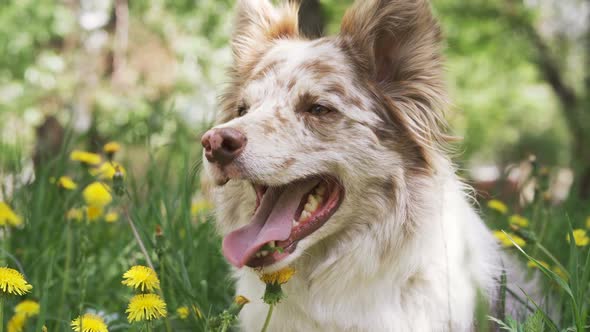 Happy Dog Border Collie with Flowers Fields in Background