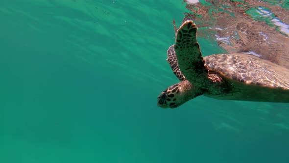 cute green sea turtle (Chelonia mydas)