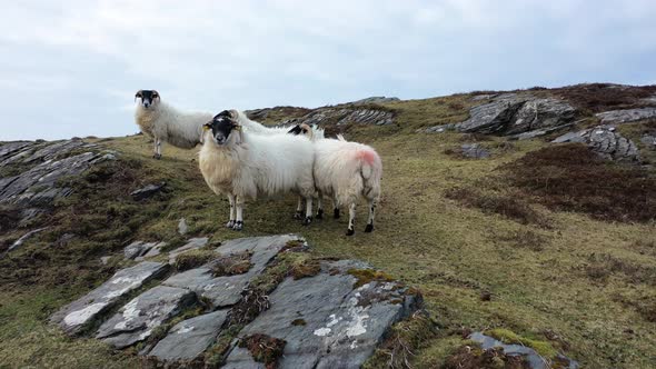 Sheep at the Coastline at Dawros in County Donegal  Ireland