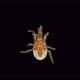 Predatory Mite Macrocheles Robustulus Under a Microscope Family Macrochelidae - VideoHive Item for Sale