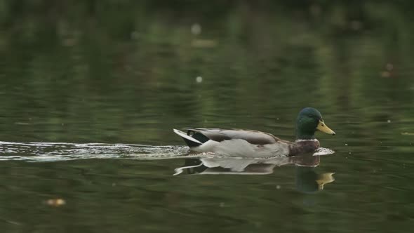 Malard duck swimming on a calm lake slow motion