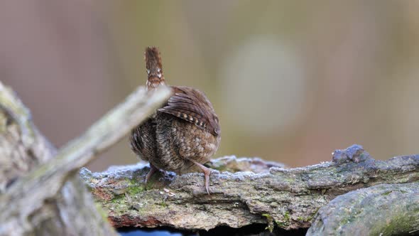 Eurasian Wren Troglodytes Troglodytes Feeding on Insects on Tree Trump Wildlife