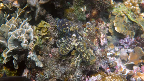 Underwater Video of Small Octopus Swimming in Tropical Exotic Bay Among Corals with Crystal Clear