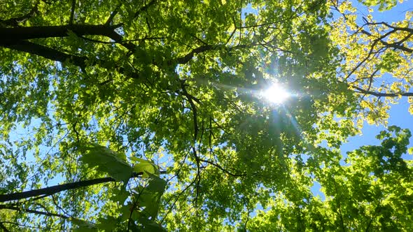 Vertical Video of the Forest in the Spring on a Sunny Day