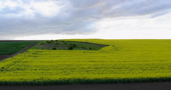 Bright Green Agricultural Farm Field With Growing Rapeseed Plants