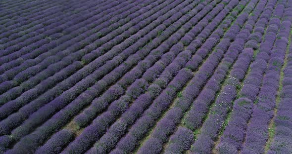 Aerial View Lavender Field Purple Flowers Beautiful Agriculture.