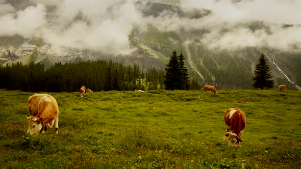 Cows Grazing on Mountain Landscape Grass Field in the Swiss Alps