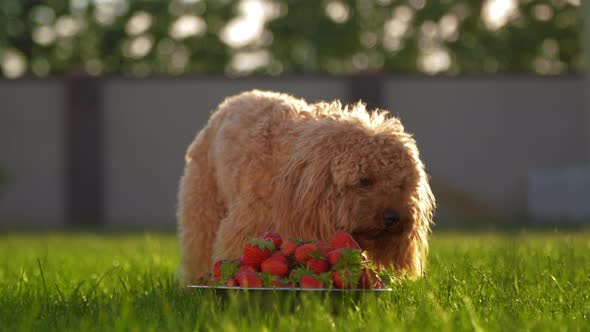 Poodle Puppy Eats Strawberry