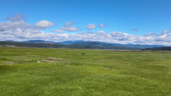 Perfect marsh, wavy windy green grass in marshland, distant snowcap mountain hills, clouds, blue sky