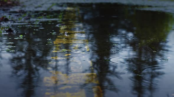 Rain (4K)