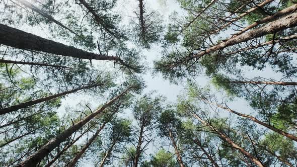 Pine Forest From Below to the Sky Move Camera Shot