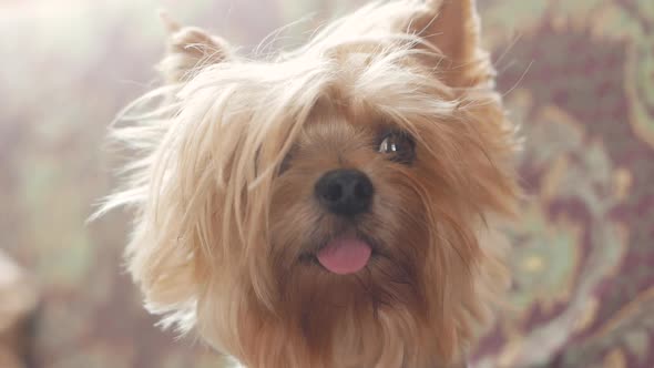 portrait of a funny little dog Yoksher terrier breed.