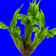 Maple Buds Opening Timelapse - VideoHive Item for Sale