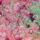 Minced meat seasoned with herbs - VideoHive Item for Sale