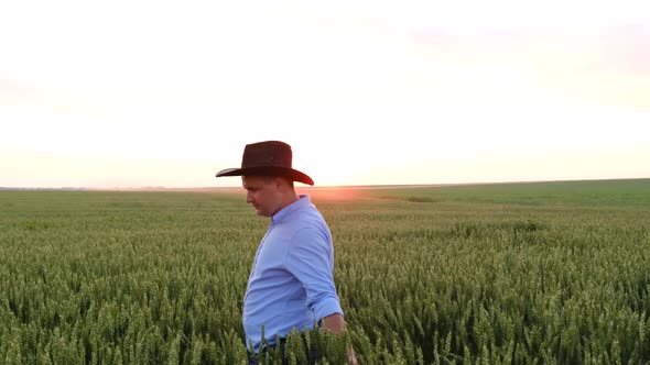 Agribusiness  Checking the Growth of Wheat Green Wheat Field