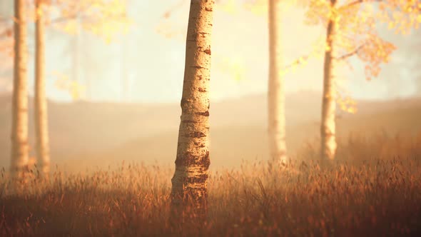 Scene of Sunrise in a Birch Forest on a Sunny Summer Morning with Fog