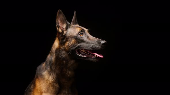 Portrait of a Brown Malinois Bard Dog on Black Background