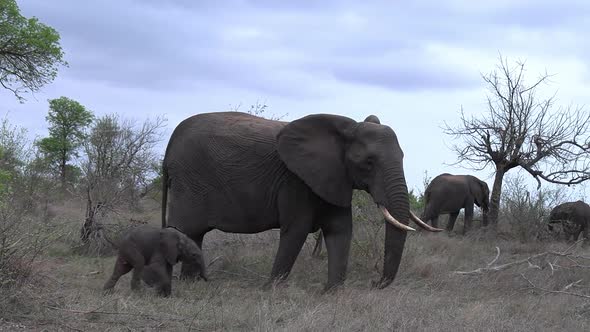 An elephant walks across the savannah with a small calf.