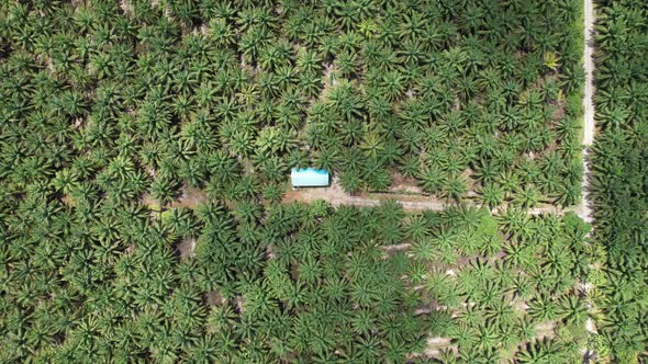 Aerial View of The Palm Oil Estates