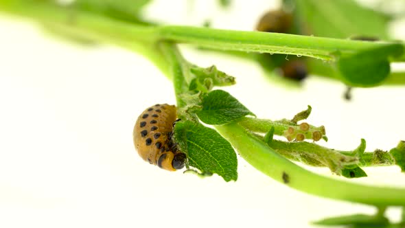 Larvae of a Bug Eat a Bush on a White Background