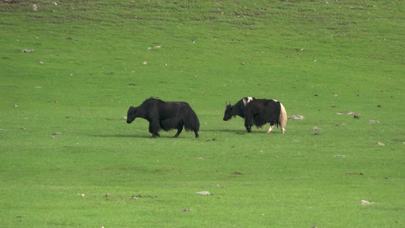 Long Haired Yaks are Walking