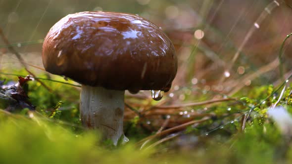 Mushrooms Champignon IIn a Sunny Forest in the Rain.