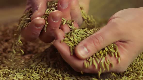 Slow-Mo of Male Hands Touching Rye Grain, Enjoying Good Harvest After Hard Labor