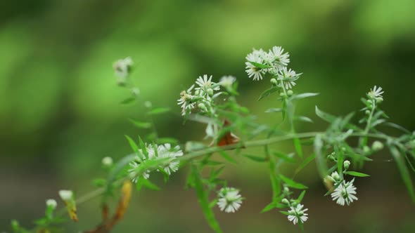 Close Up Of Flowers With Rack Focus To Reveal Pond