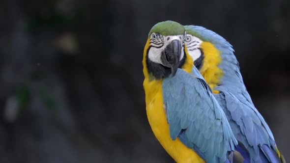 blue and yellow Macaw, Ara ararauna