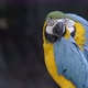 blue and yellow Macaw, Ara ararauna - VideoHive Item for Sale
