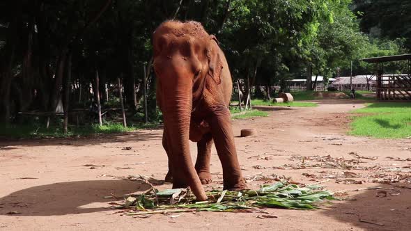 Large elephant looking directly at the camera while it eats in slow motion.