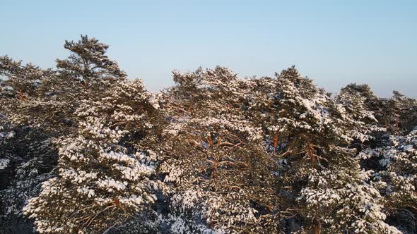 Pine Forest In Winter Covered With Snow