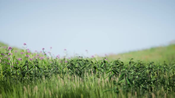 Field Green Fresh Grass Under Blue Sky