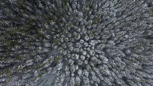 Aerial Flying Spinning over Mountain Winter Pine Forest
