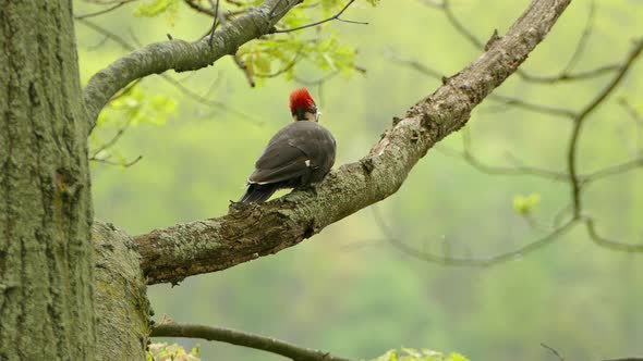 Adult pileated woodpecker jumping around on branch foraging for insects