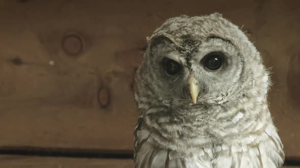 ZOOM IN, A Hoot Owl turns to face the camera